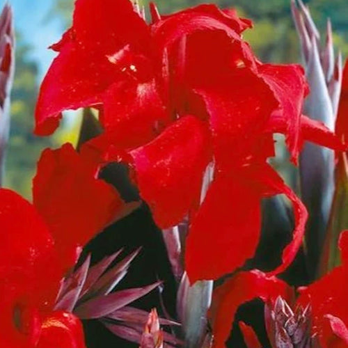 Black Knight Canna