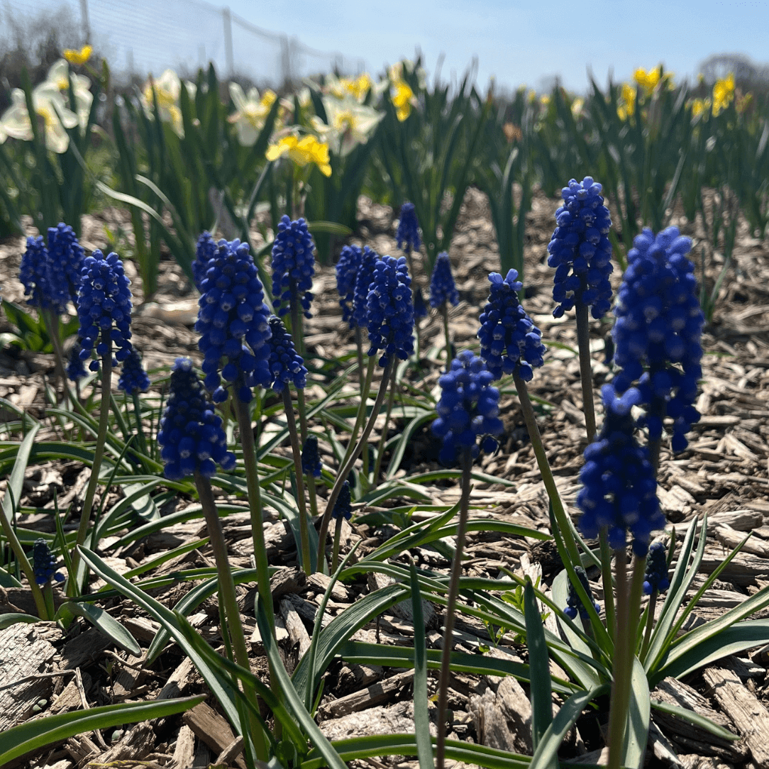 Muscari aucheri &