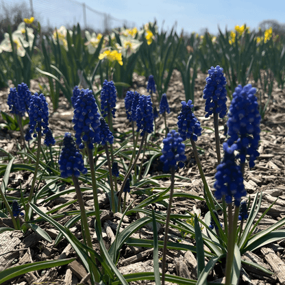 Muscari aucheri &