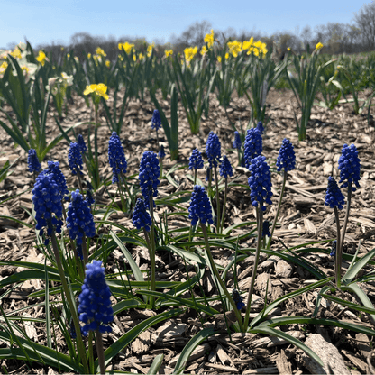 Muscari aucheri &