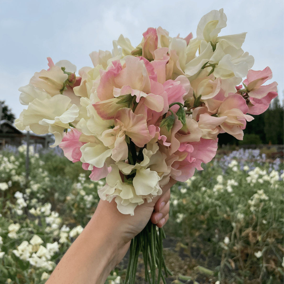 Blush &amp; Bashful Mix Sweet Pea