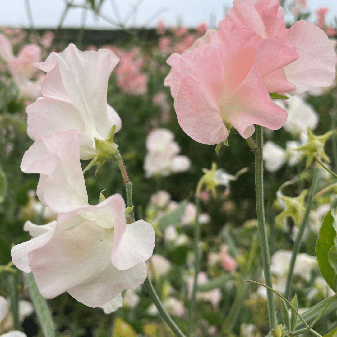 Blush &amp; Bashful Mix Sweet Pea