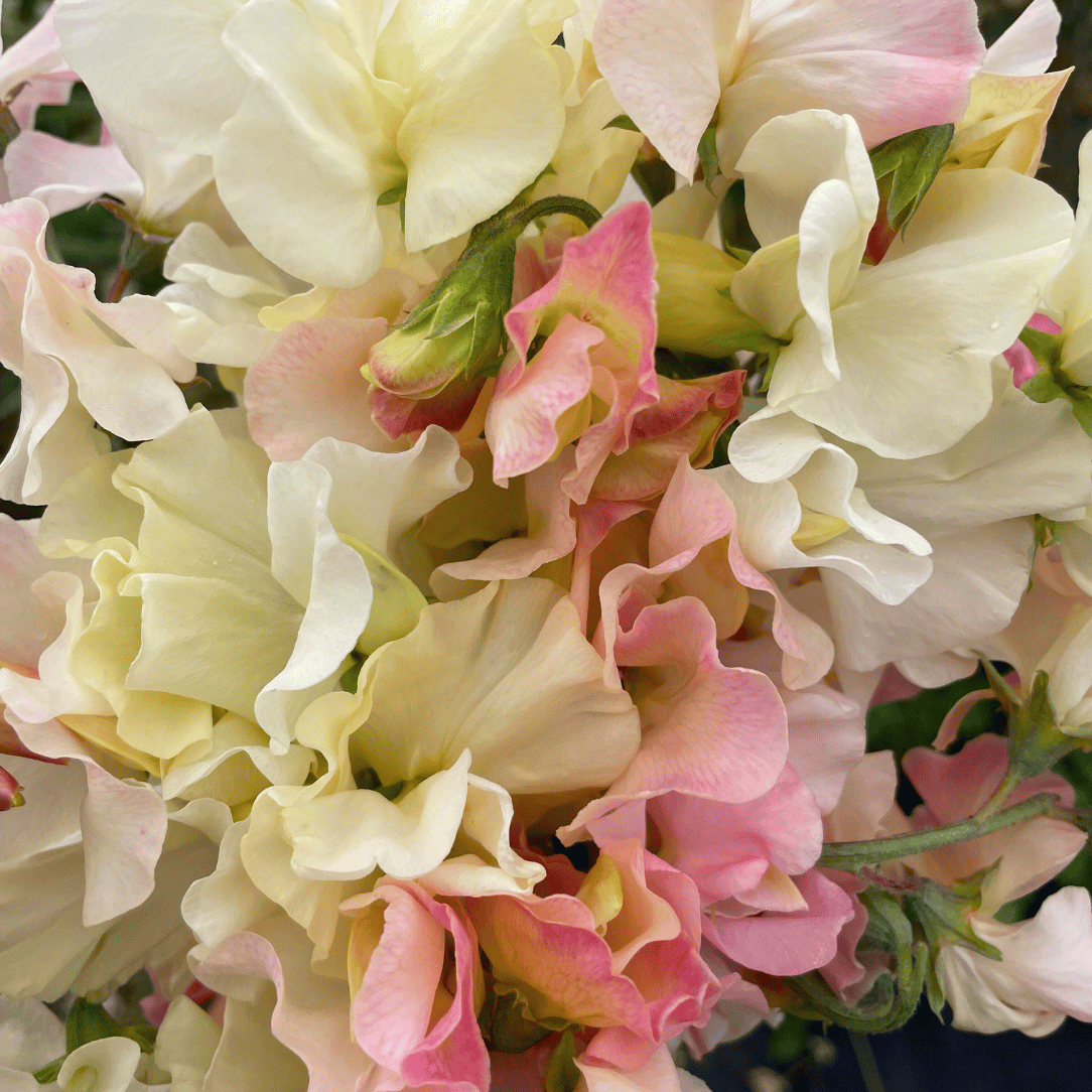 Blush &amp; Bashful Mix Sweet Pea