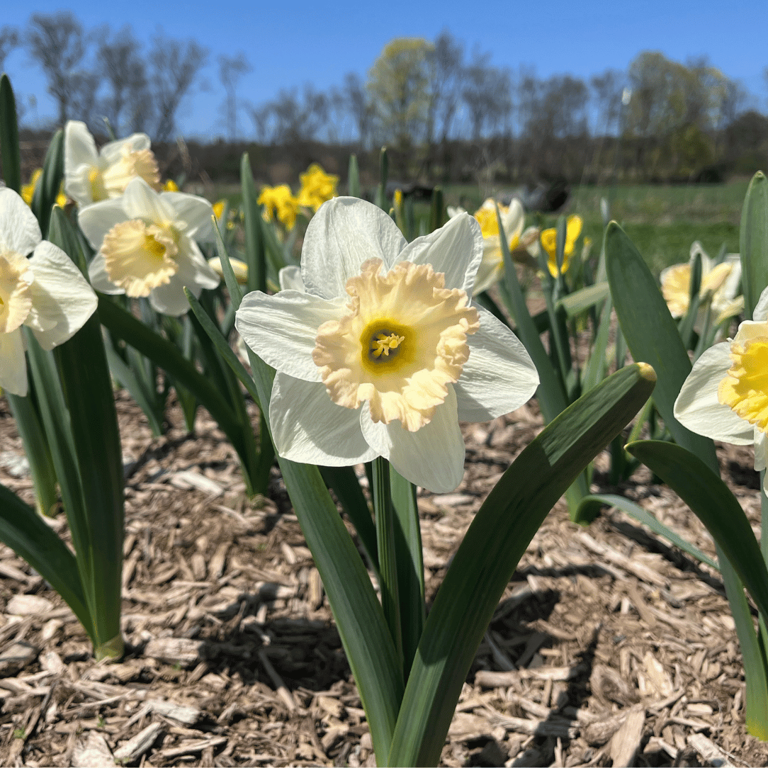 Narcissus &