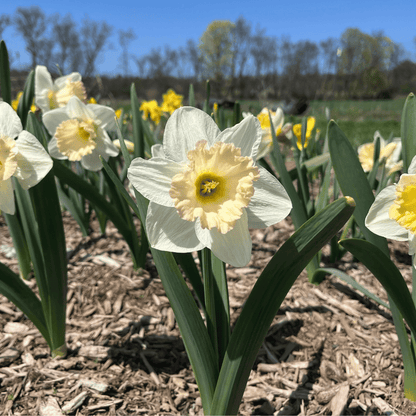 Narcissus &