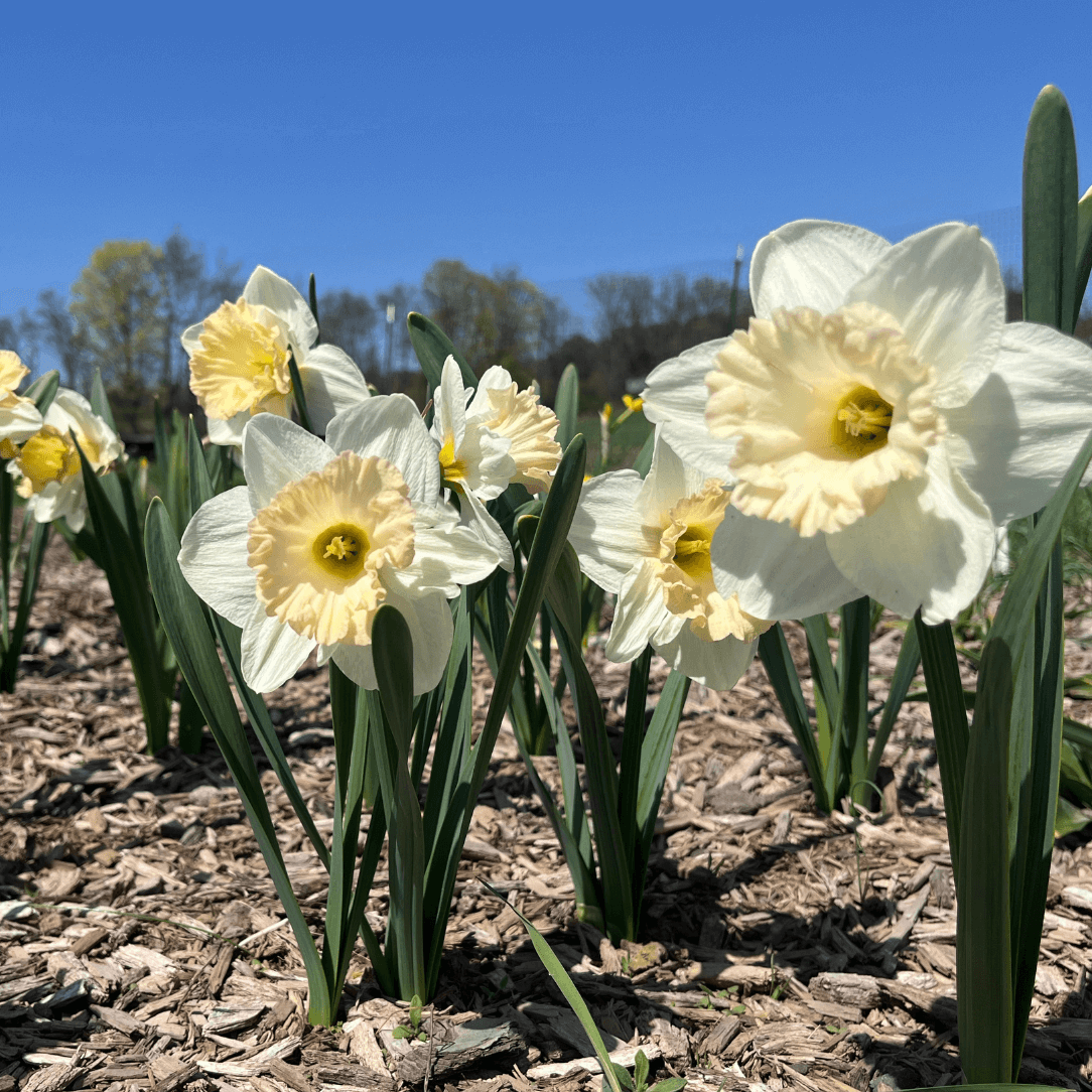 Narcissus &