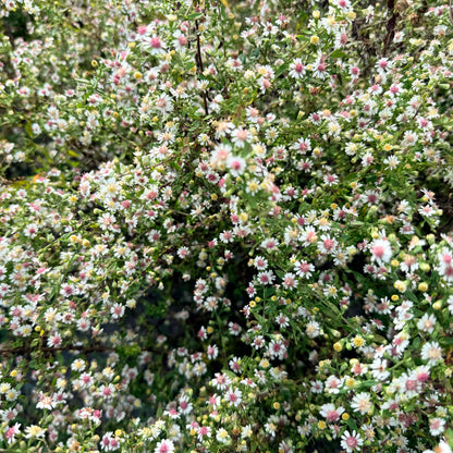 Calico Aster - PollinateHV Local Ecotype