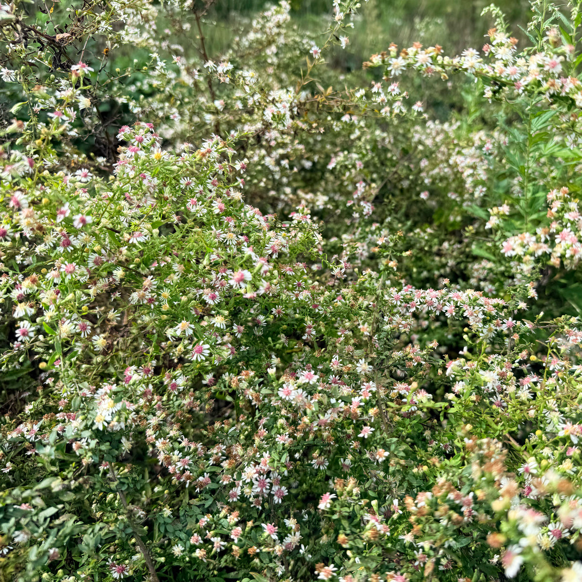 Calico Aster - PollinateHV Local Ecotype