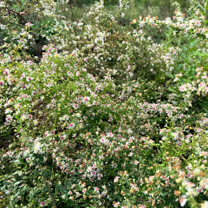 Calico Aster - PollinateHV Local Ecotype