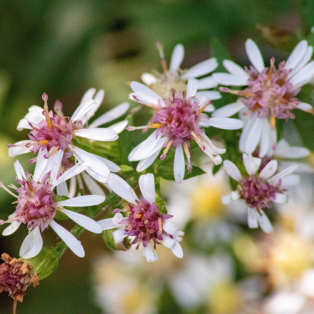 Calico Aster - PollinateHV Local Ecotype