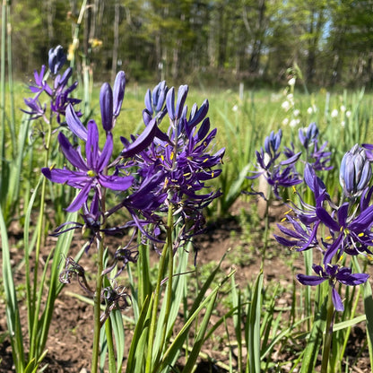 Camassia quamash (Wild Hyacinth)