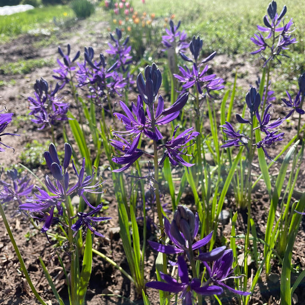 Camassia quamash (Wild Hyacinth)