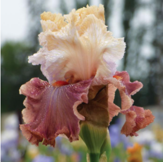 Bearded Iris &