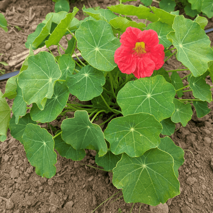 Cherry Rose Nasturtium Seedlings