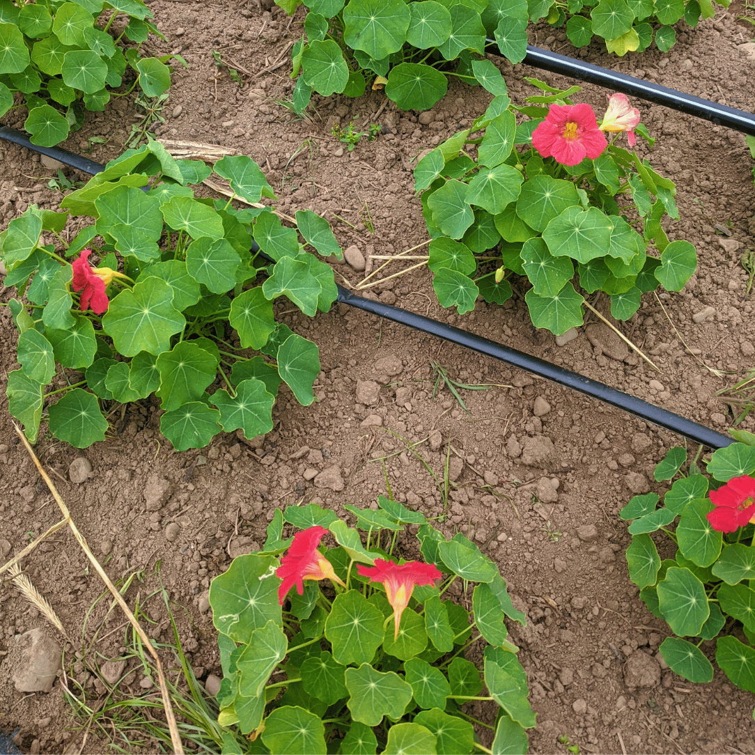 Cherry Rose Nasturtium Seedlings