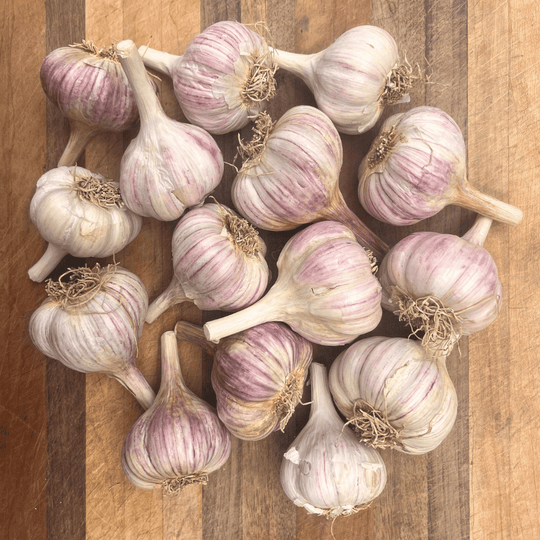 Chesnok Red Hardneck Garlic vendor-unknown