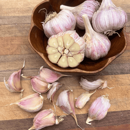 Chesnok Red Hardneck Garlic vendor-unknown