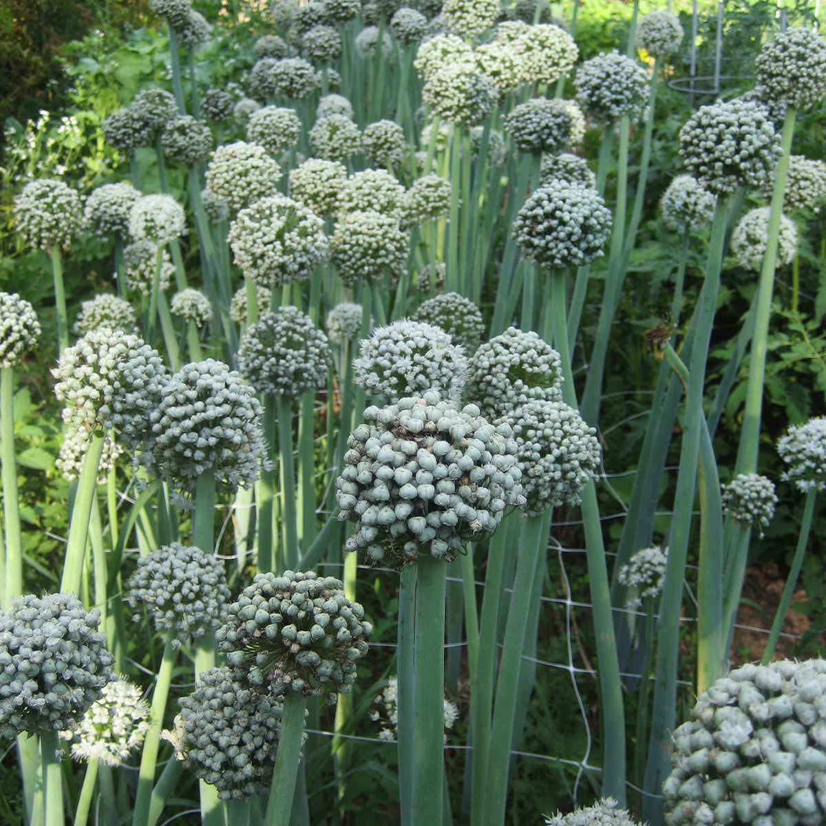 Clear Dawn Onion