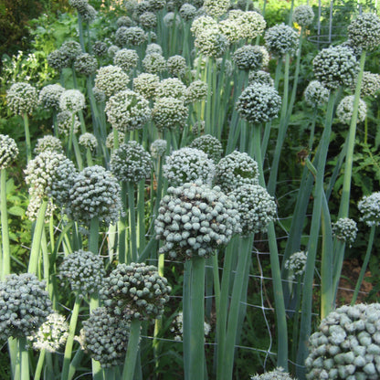 Clear Dawn Onion