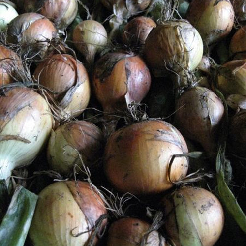 Clear Dawn Onion