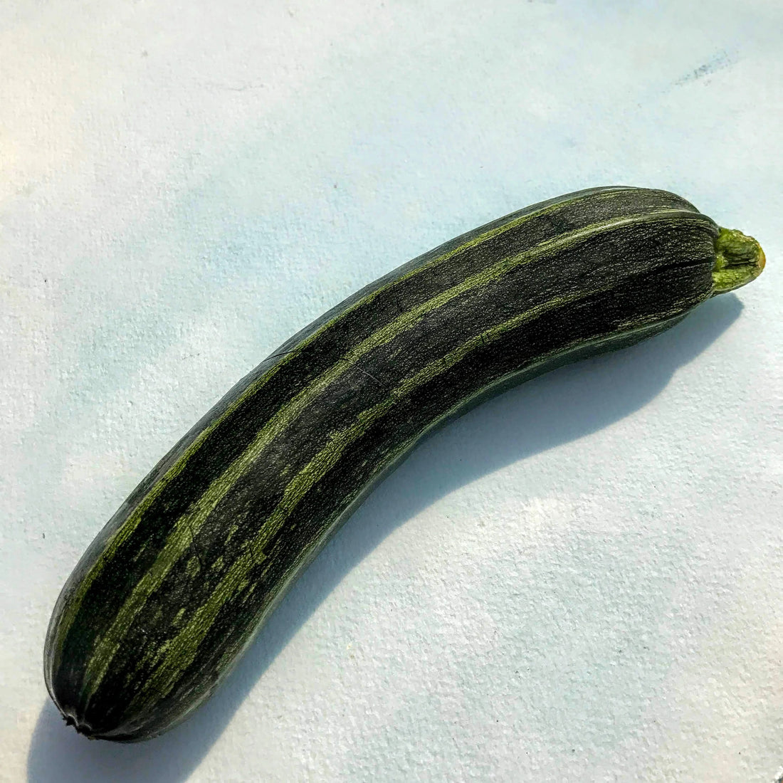 Cocozelle Zucchini Seedlings