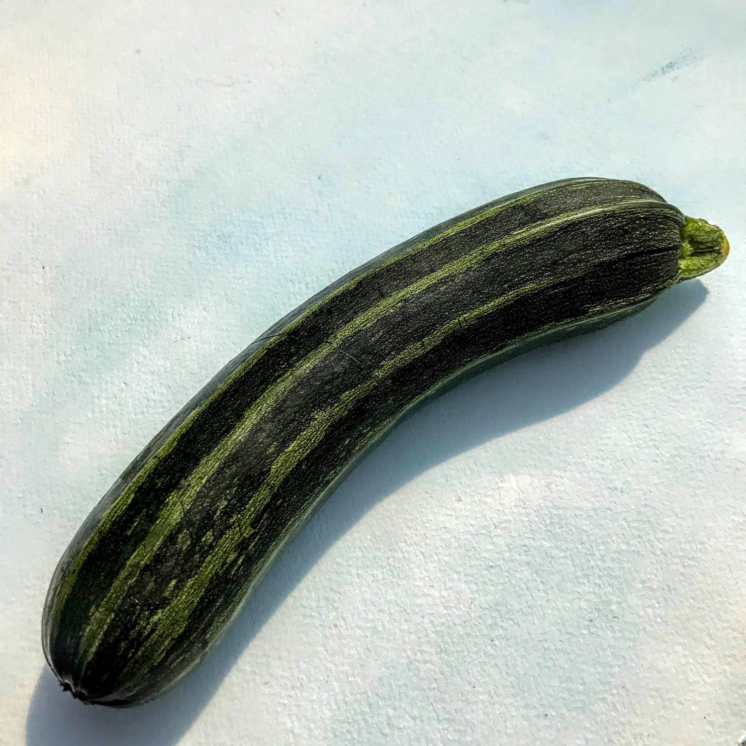 Cocozelle Zucchini Seedlings