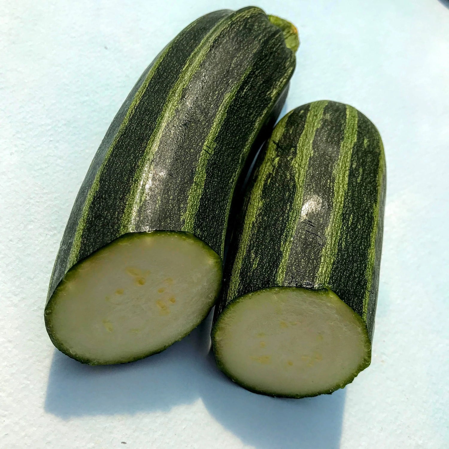 Cocozelle Zucchini Seedlings