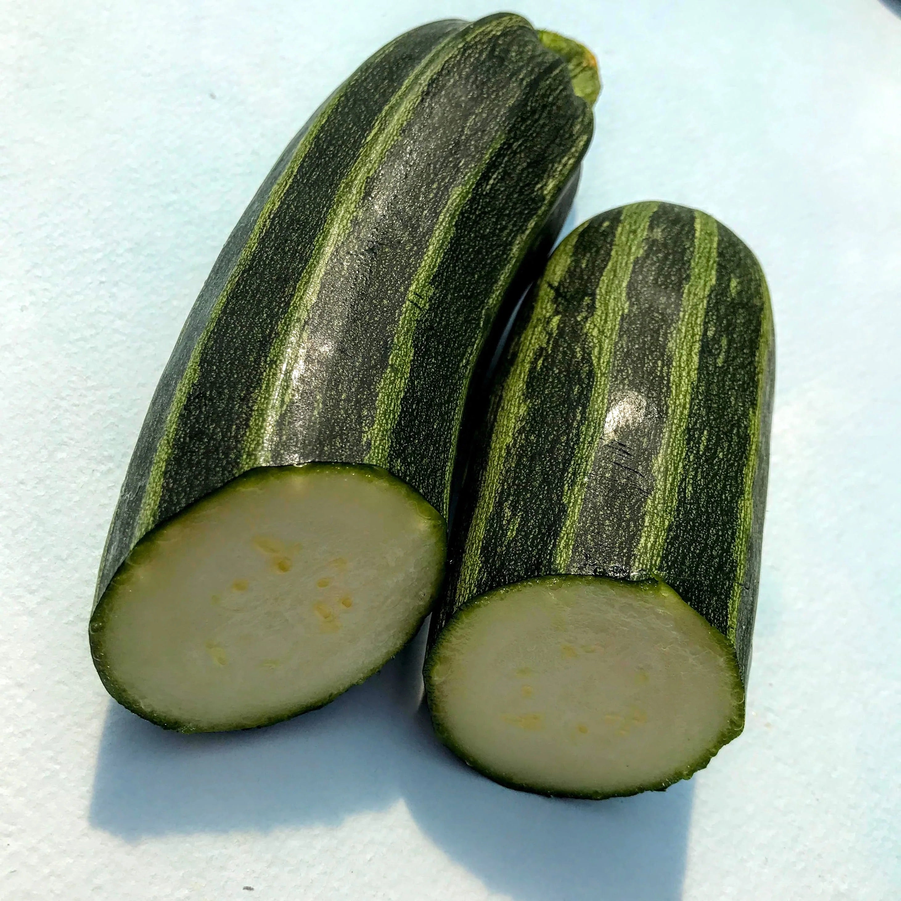 Cocozelle Zucchini Seedlings