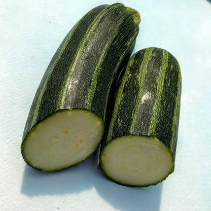 Cocozelle Zucchini Seedlings
