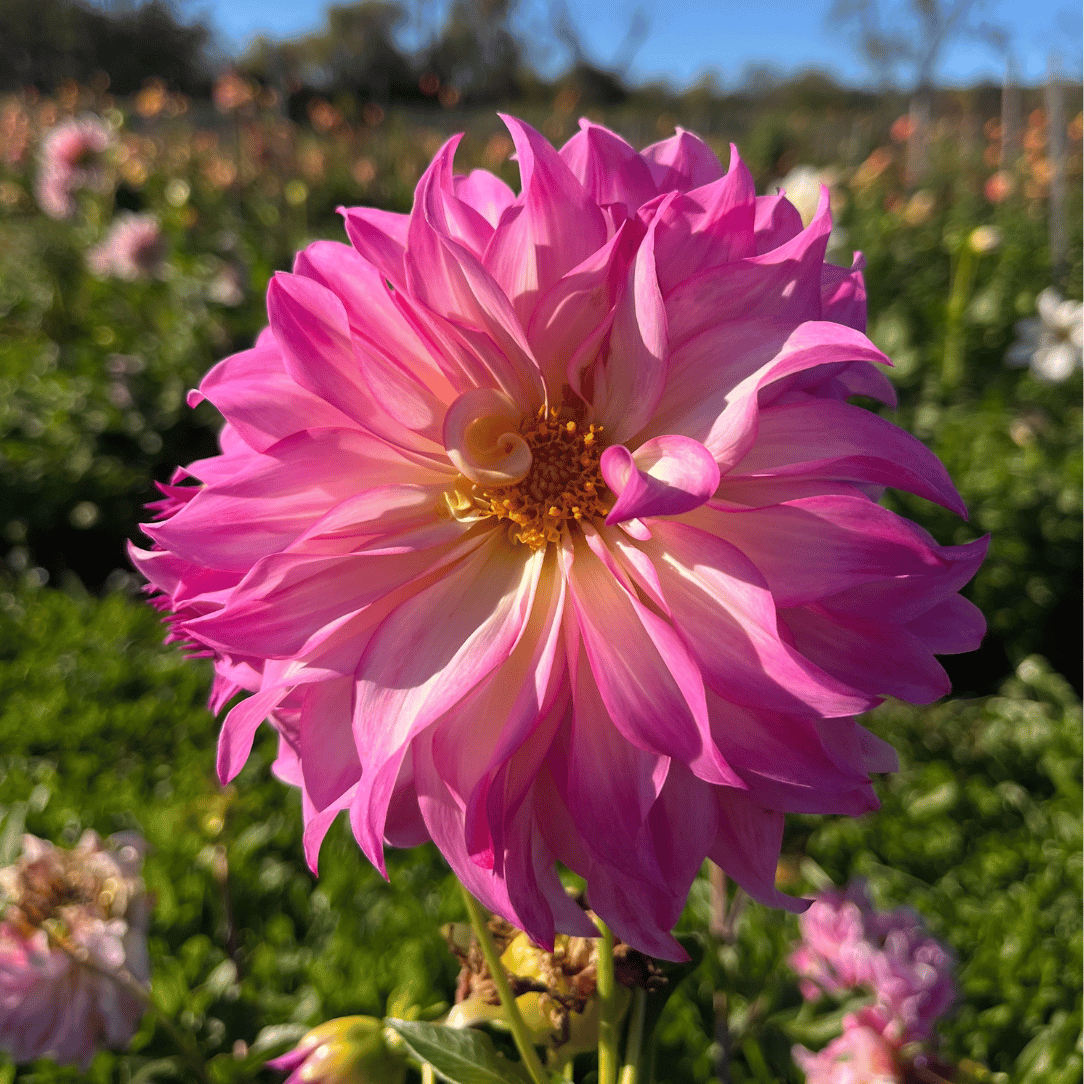 Colorado Classic Dahlia Tuber