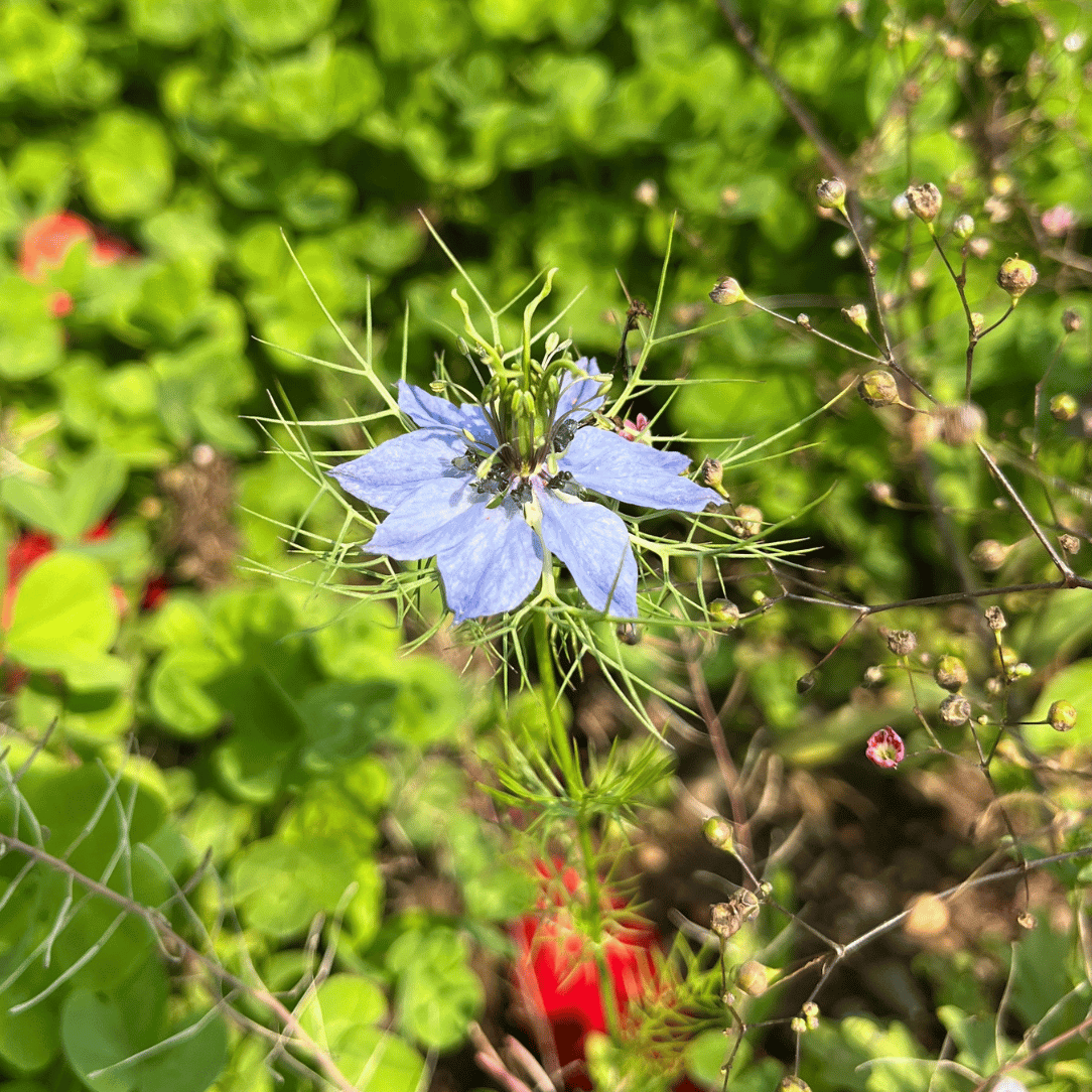 Colorscape Meadow Mix Seed Shaker