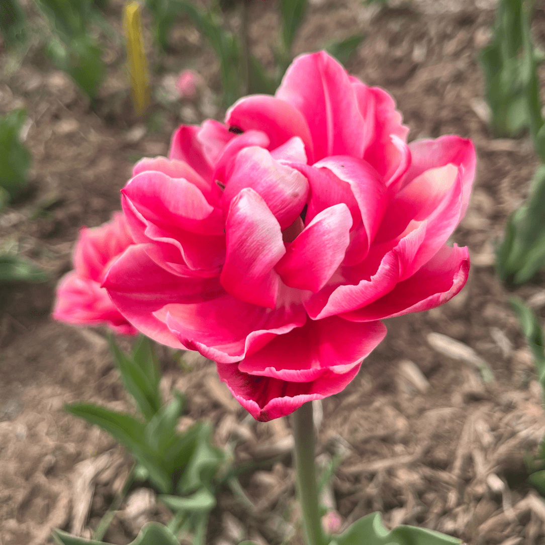 Tulip &
