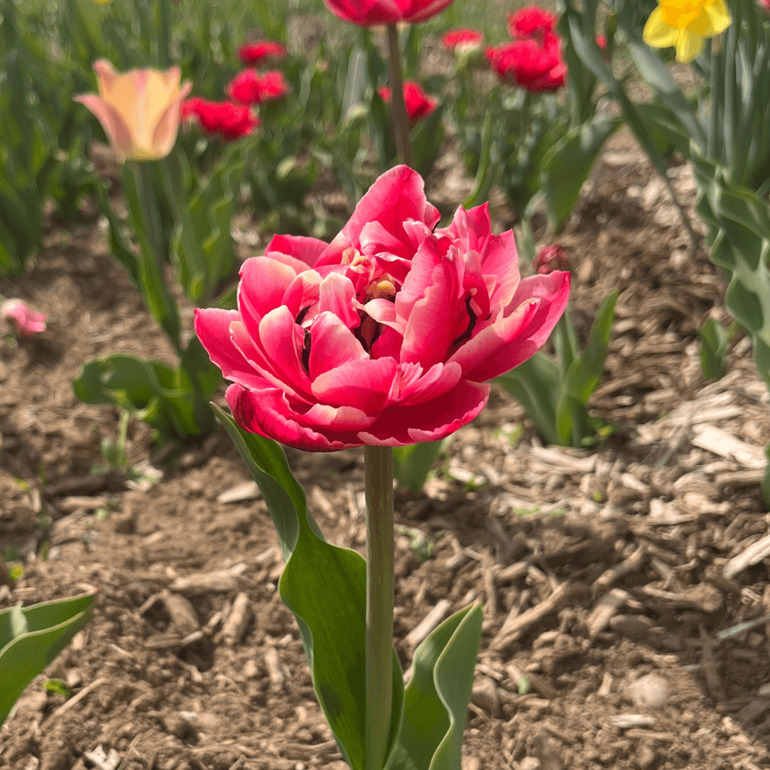 Tulip &