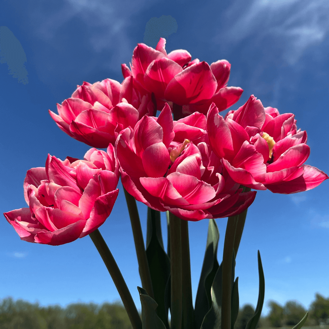 Tulip &