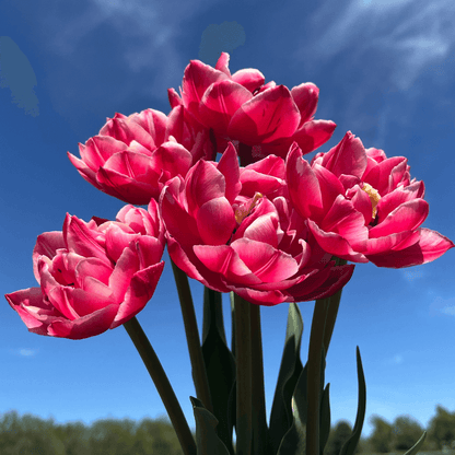 Tulip &