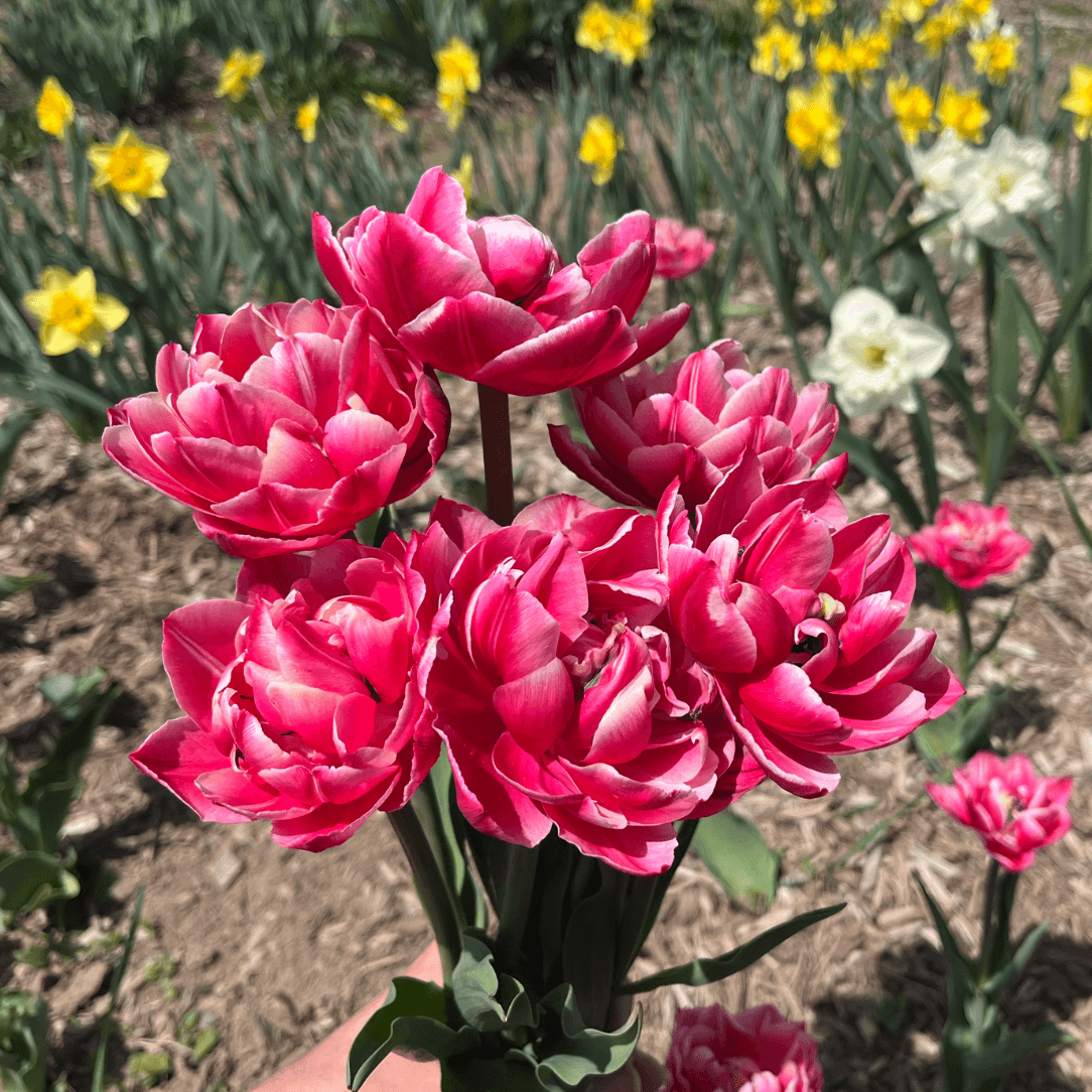Tulip &