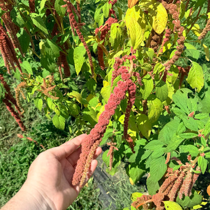 Coral Fountain Amaranth