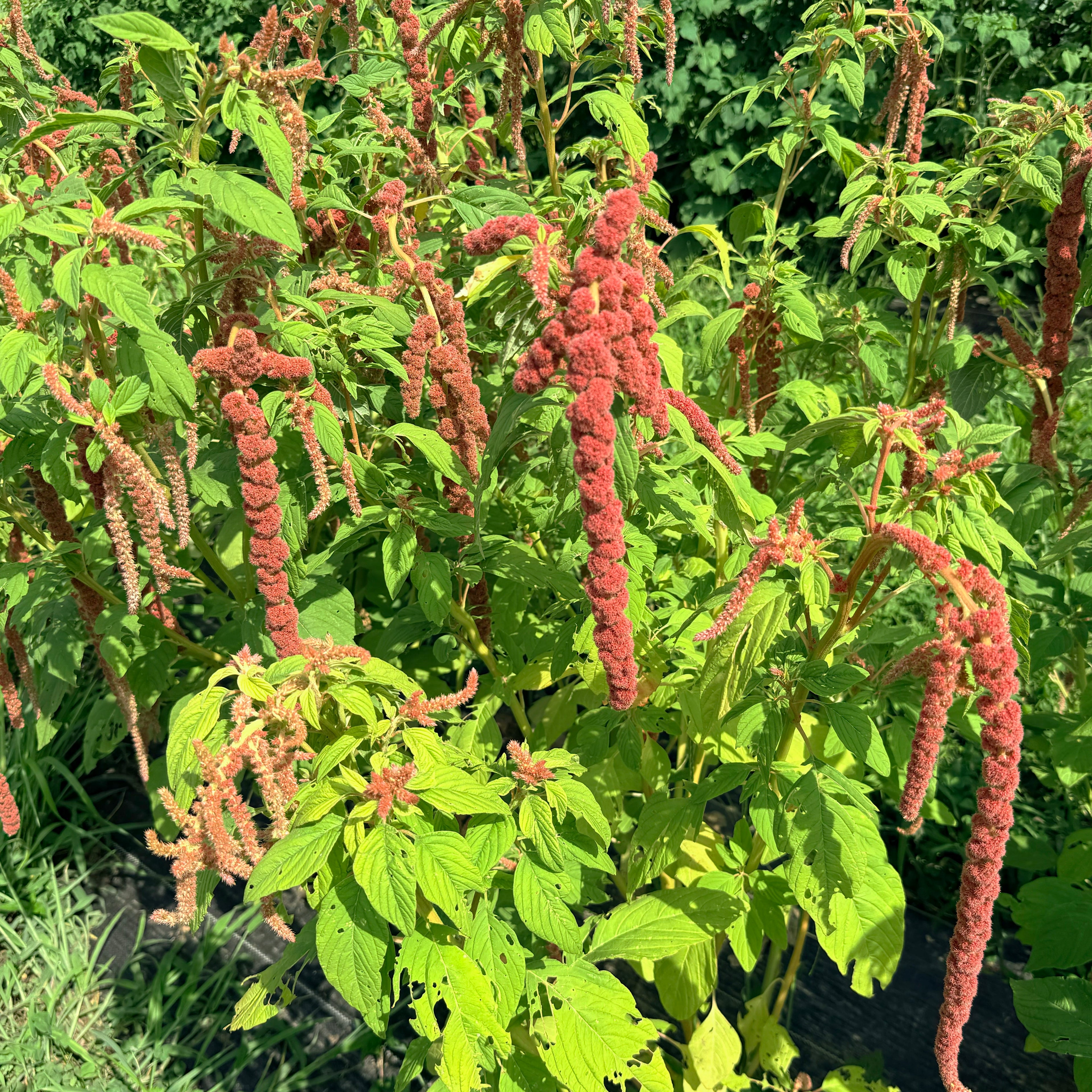 Coral Fountain Amaranth