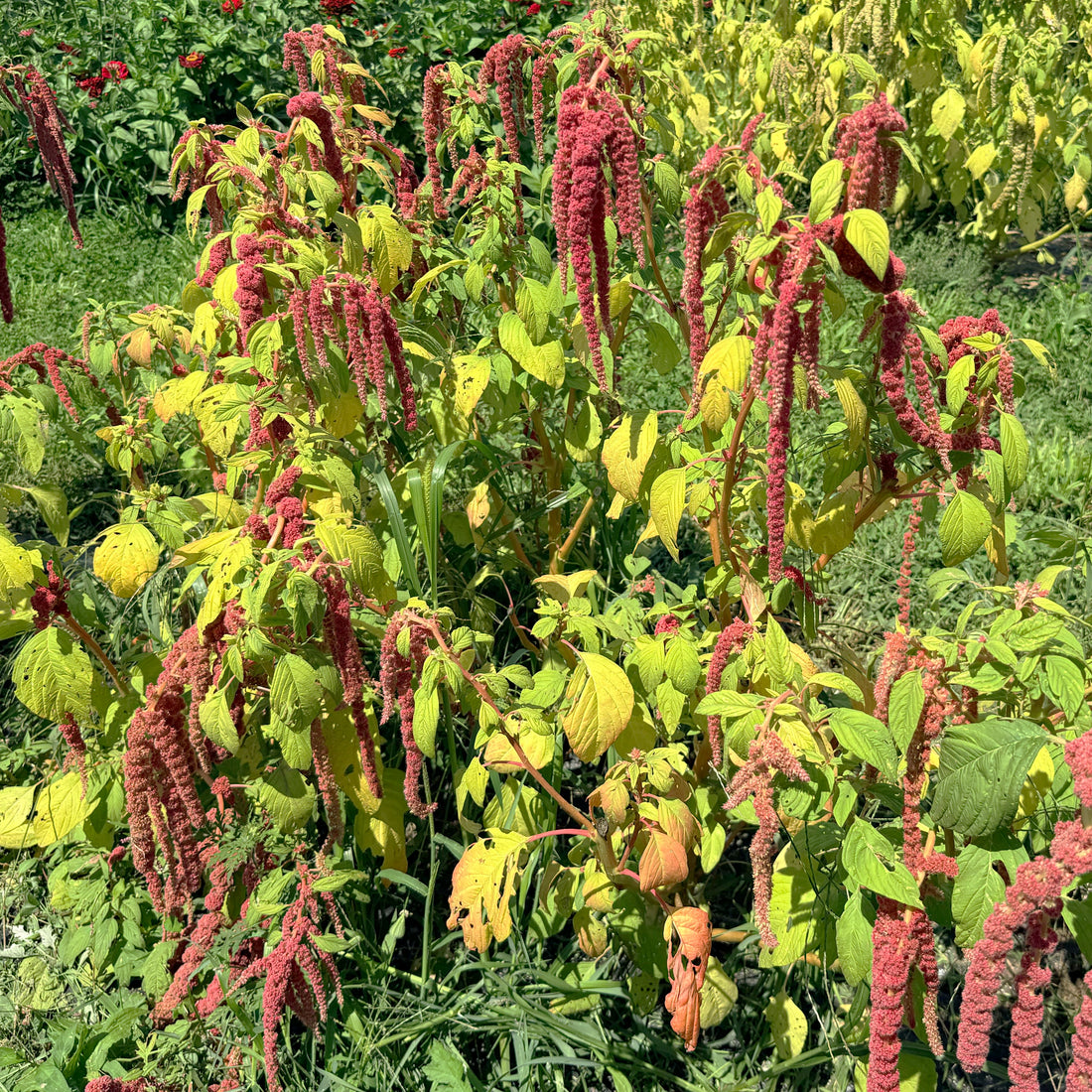 Coral Fountain Amaranth