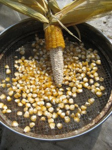 corn 3