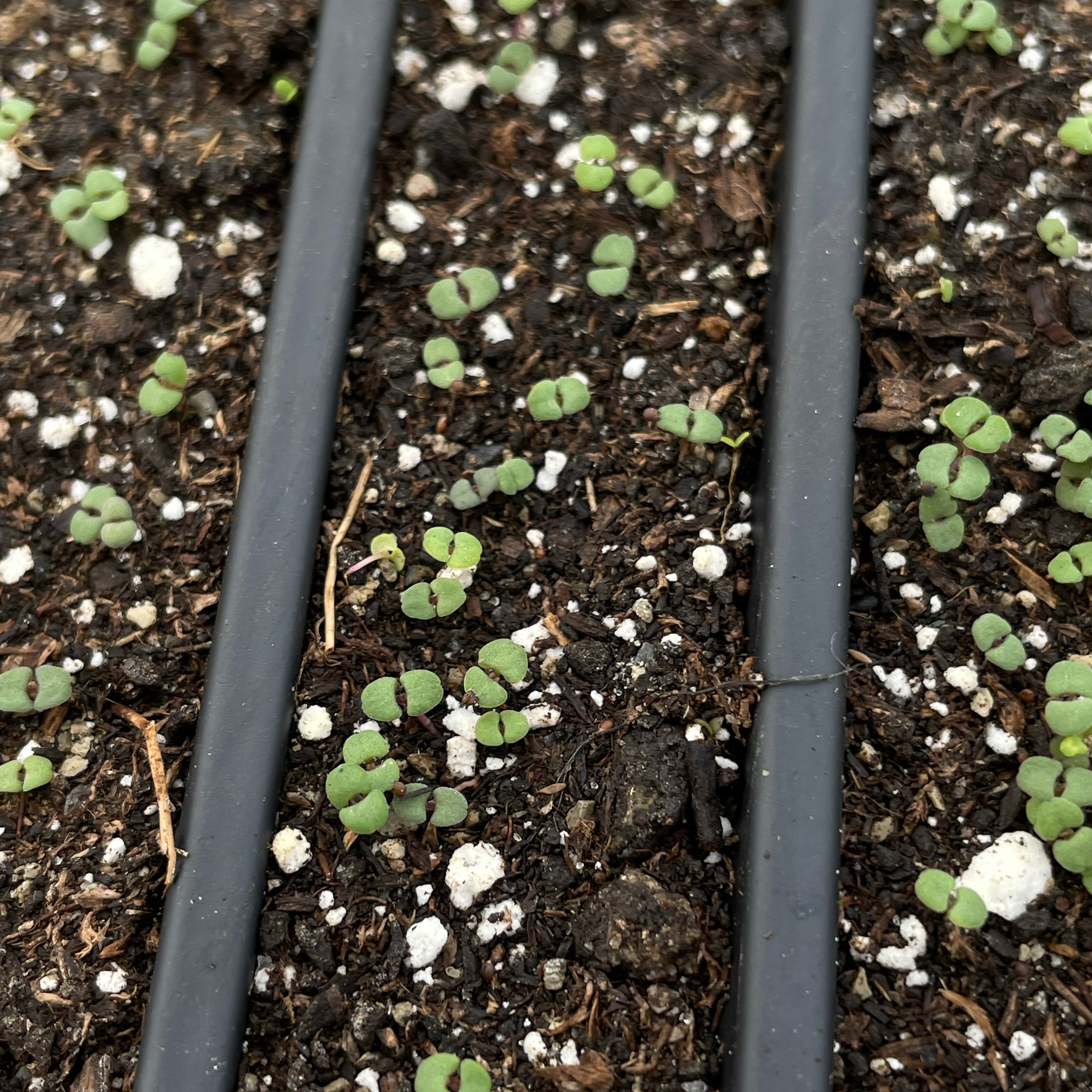 Creeping Thyme Seedling