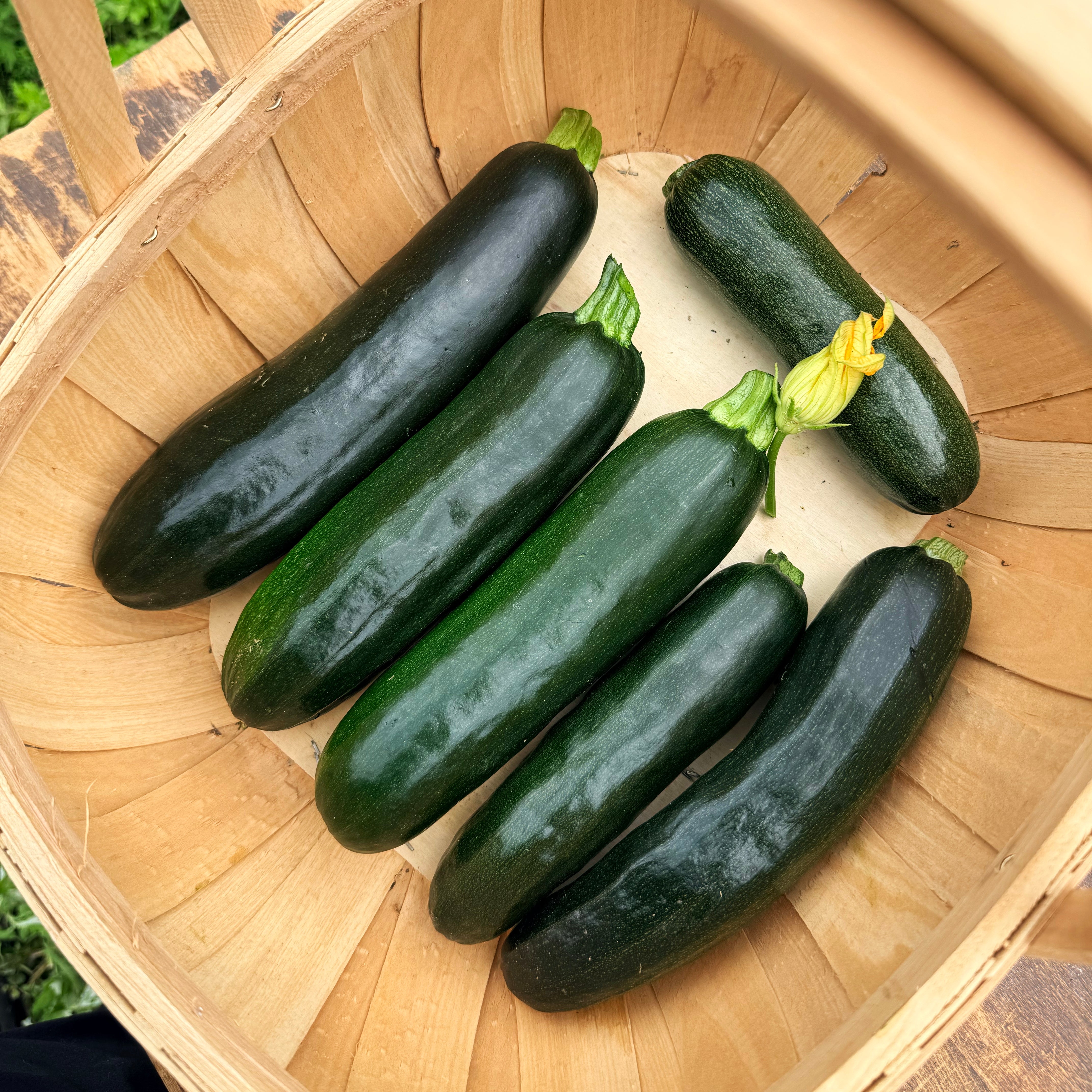 スナフキン Dark Star Zucchini | Hudson Valley Seed Company