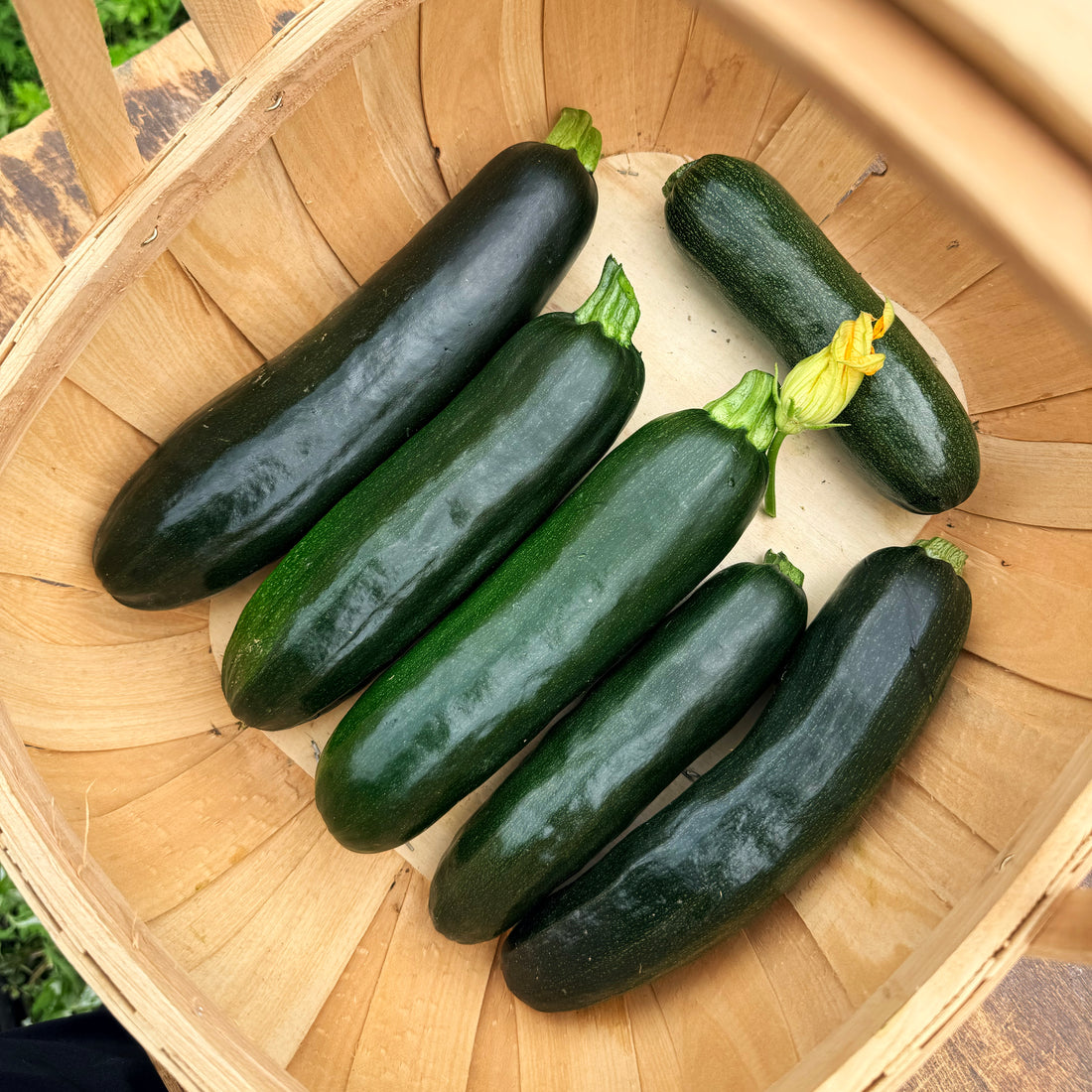 Dark Star Zucchini