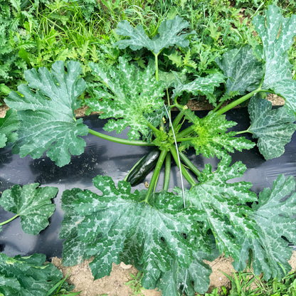 Dark Star Zucchini