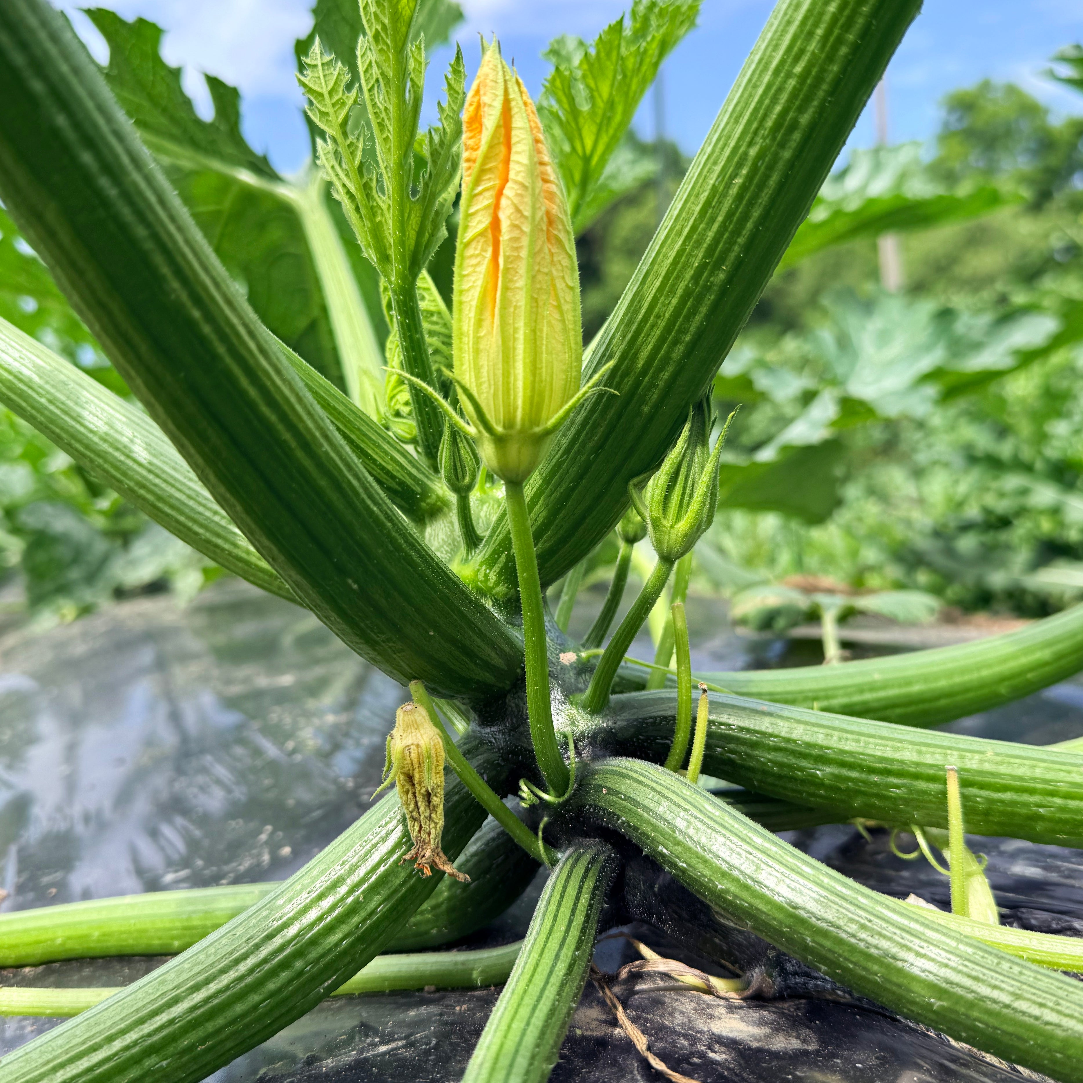 スナフキン Dark Star Zucchini | Hudson Valley Seed Company