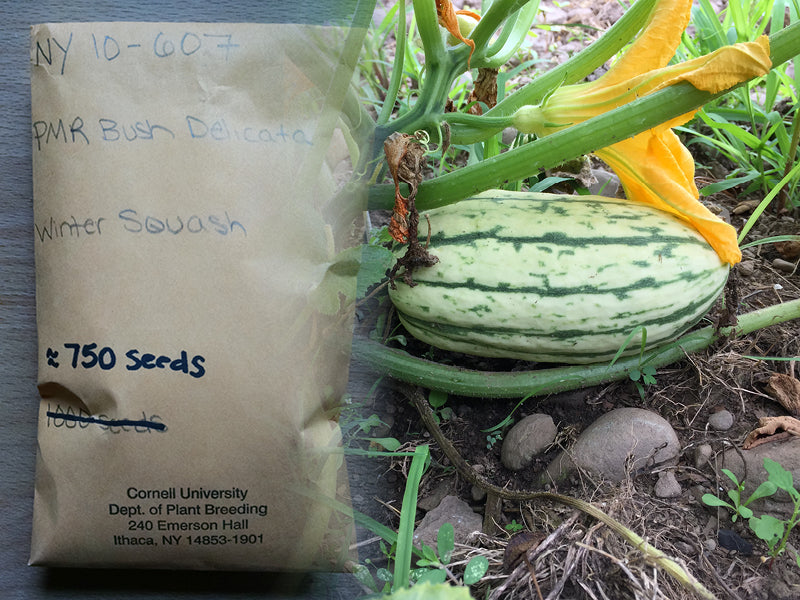 Seeds from Cornell turn into more seeds and food for soup kitchens.