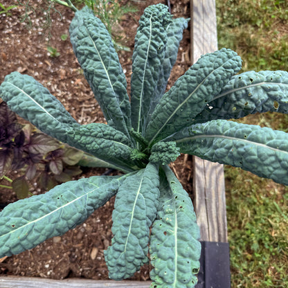 Dino Kale