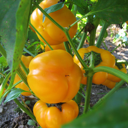 Doe Hill Pepper