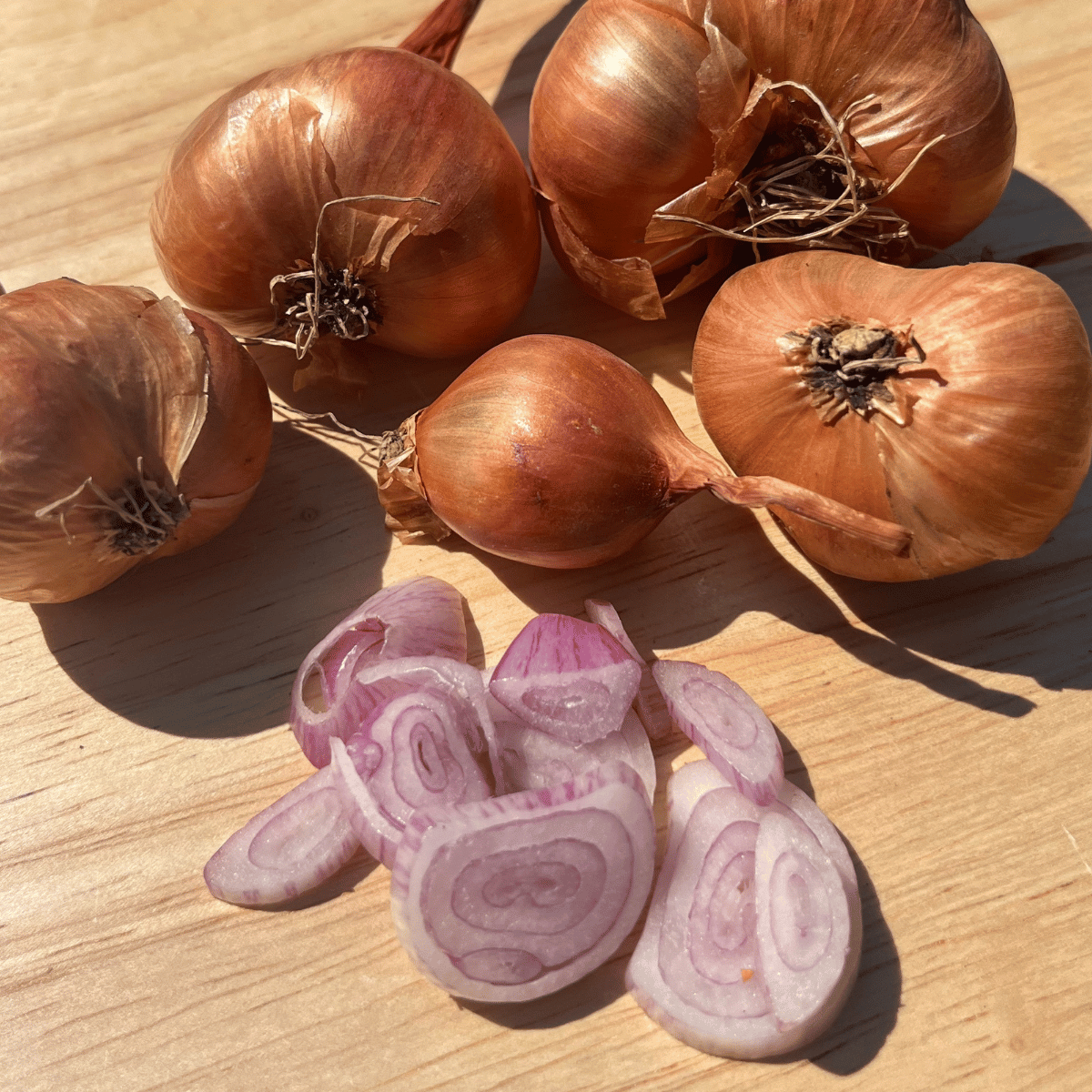 Dutch Red Shallot