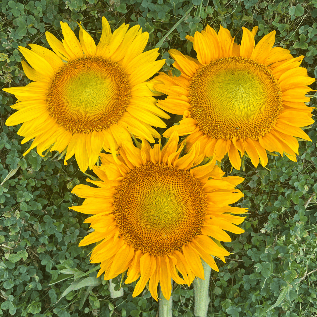 Dwarf 'Sunspot' Sunflower – Hudson Valley Seed Company